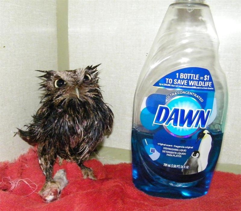 Offended owls