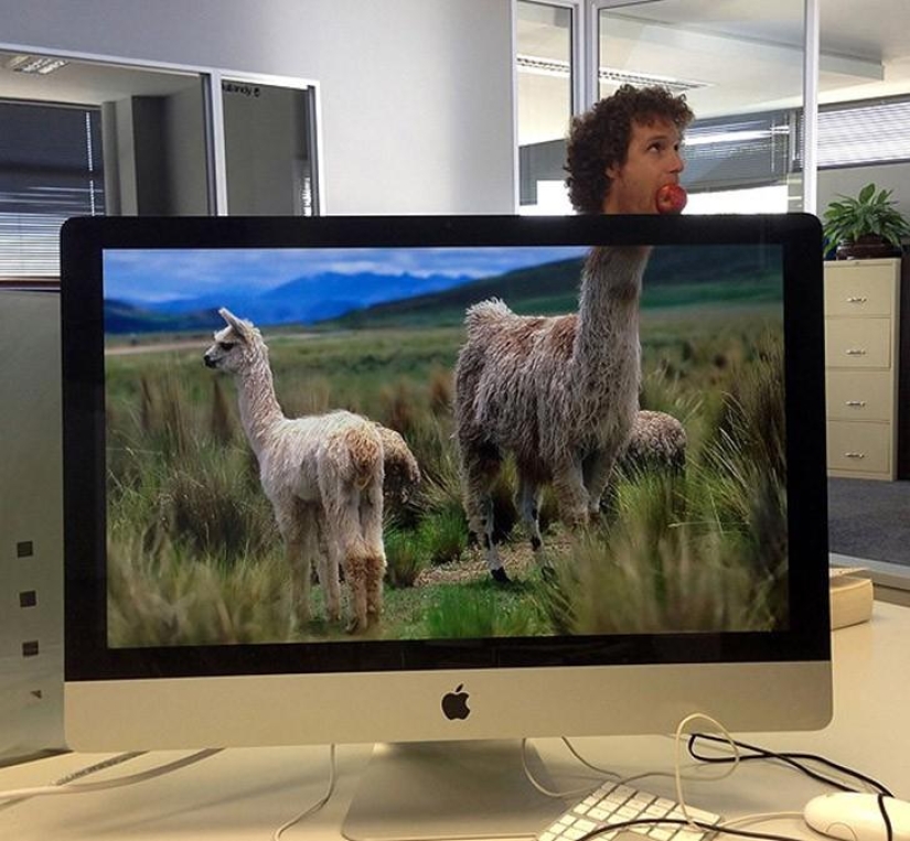 Office safari Office safari