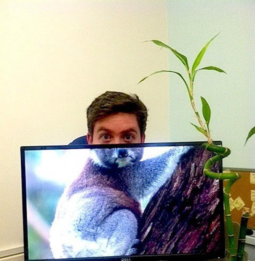 Office safari Office safari