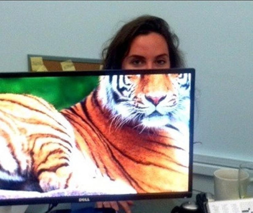 Office safari Office safari