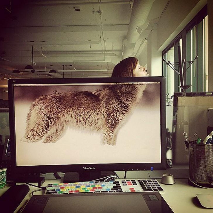 Office safari Office safari