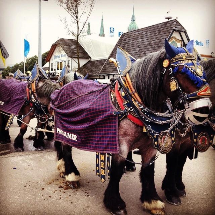 oktoberfest 2014