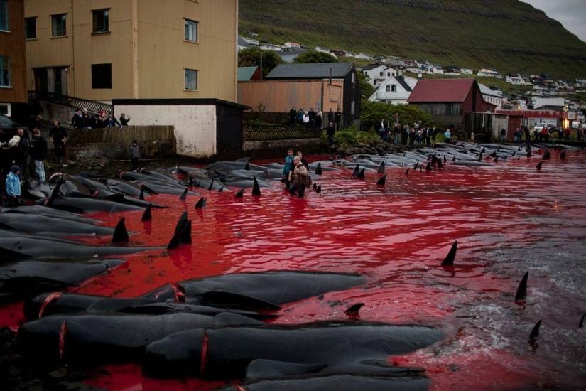 On the bloody shores: the Faroese again brutally kill hundreds of dolphins