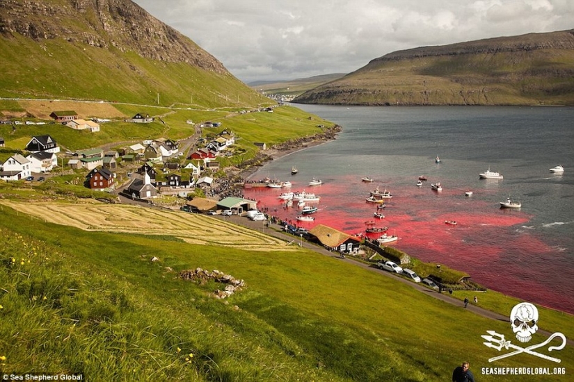 On the bloody shores: the Faroese again brutally kill hundreds of dolphins