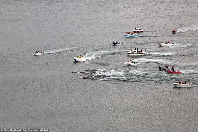 On the bloody shores: the Faroese again brutally kill hundreds of dolphins