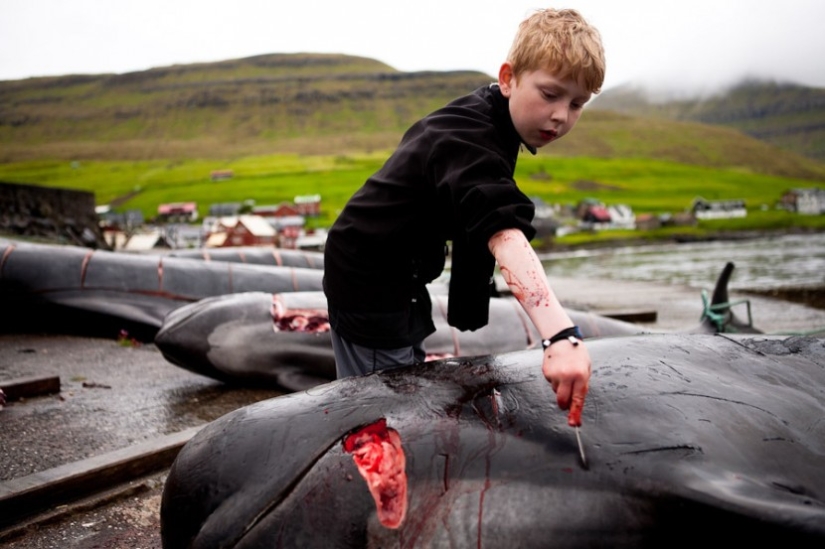 On the bloody shores: the Faroese again brutally kill hundreds of dolphins