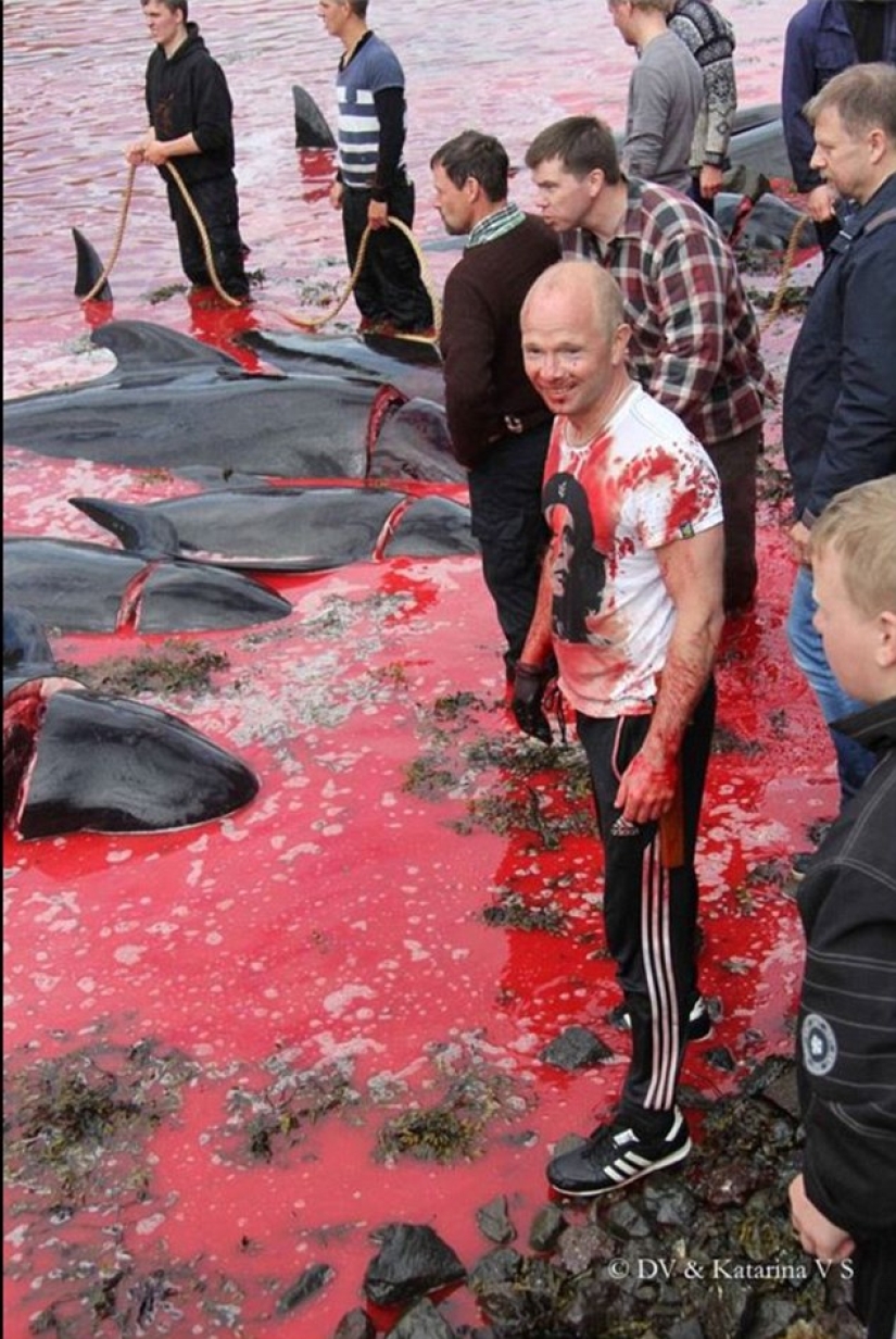 On the bloody shores: the Faroese again brutally kill hundreds of dolphins