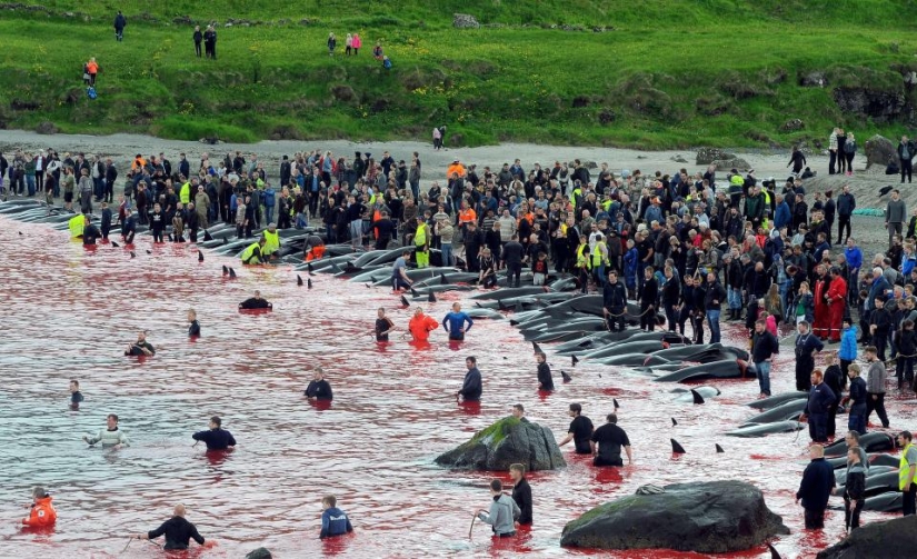 On the bloody shores: the Faroese again brutally kill hundreds of dolphins