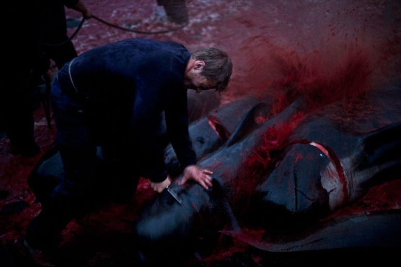 On the bloody shores: the Faroese again brutally kill hundreds of dolphins