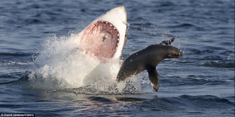 On the verge of death - a happy day for a seal