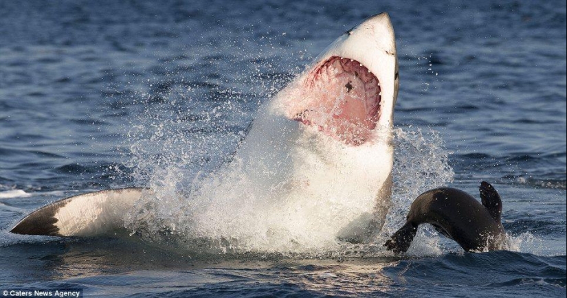 On the verge of death - a happy day for a seal