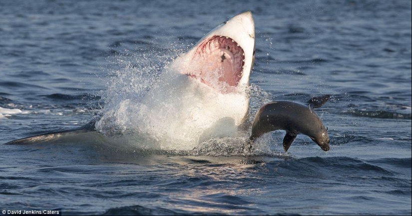 On the verge of death - a happy day for a seal