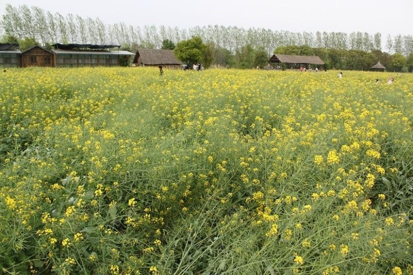 One day in the "Chinese Venice" One day in the "Chinese Venice"