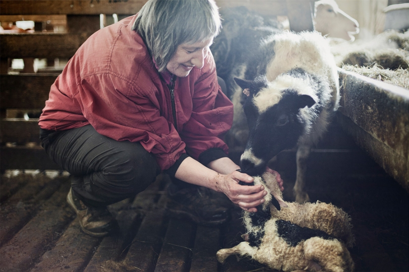 One day in the life of a sheep farm on the edge of Iceland