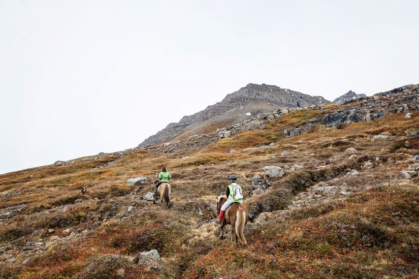 One day in the life of a sheep farm on the edge of Iceland