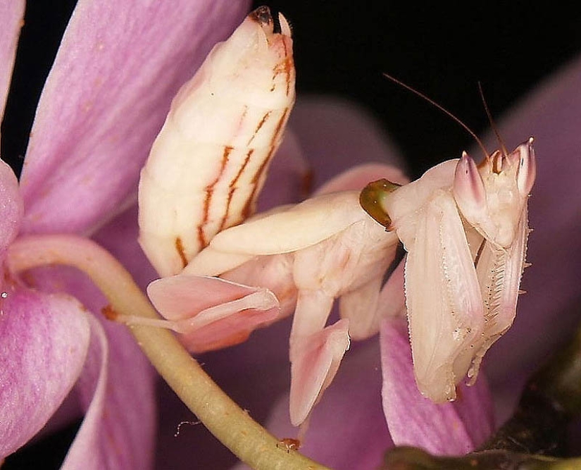 orchid praying mantis orchid praying mantis