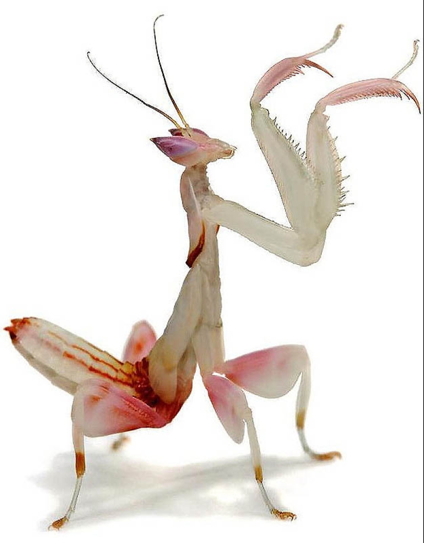 orchid praying mantis orchid praying mantis