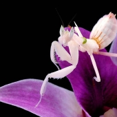 orchid praying mantis