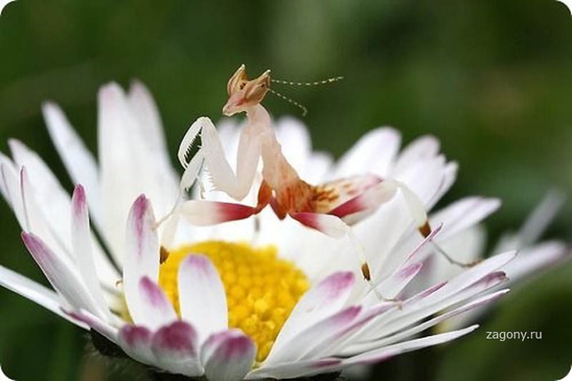 orchid praying mantis orchid praying mantis