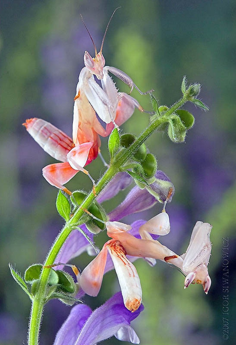 orchid praying mantis orchid praying mantis