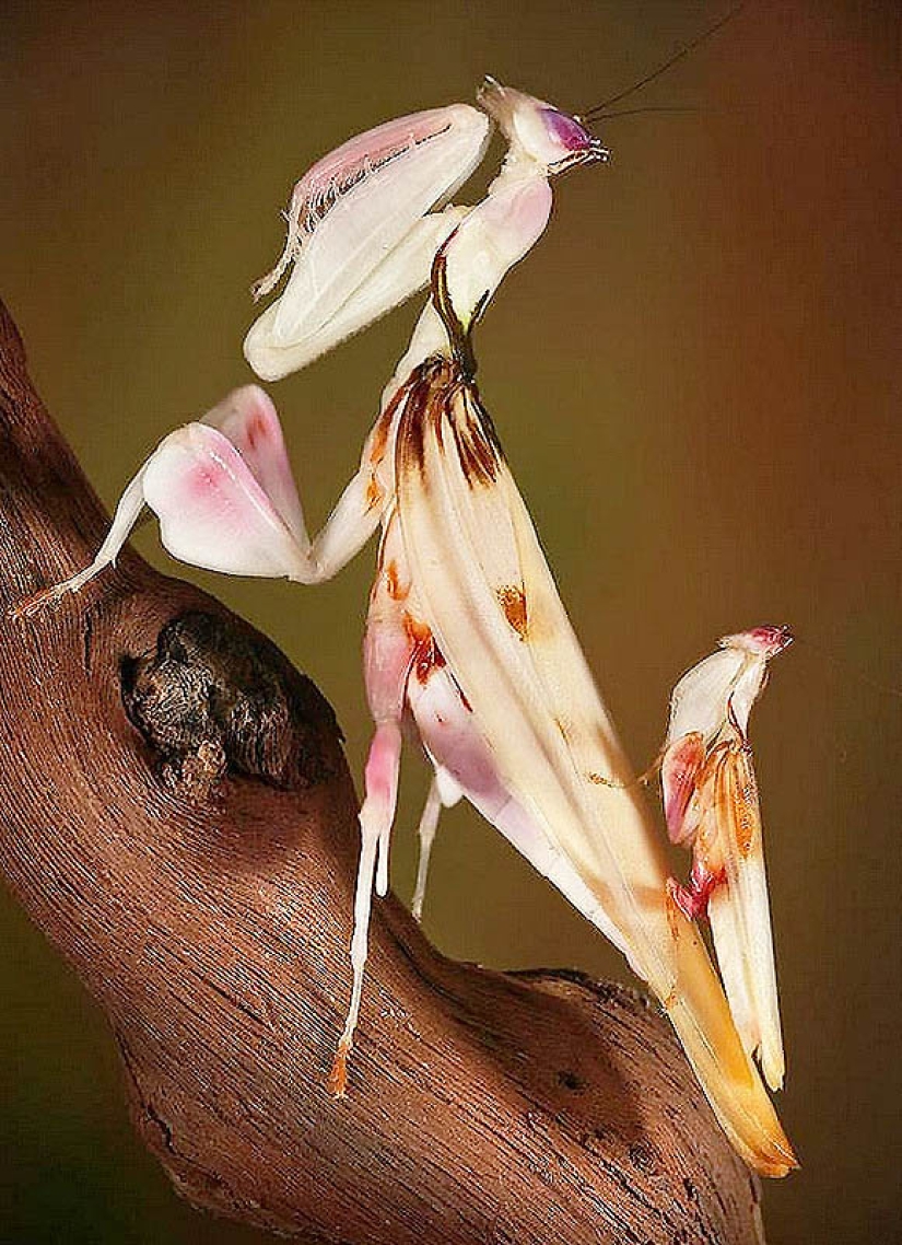 orchid praying mantis orchid praying mantis