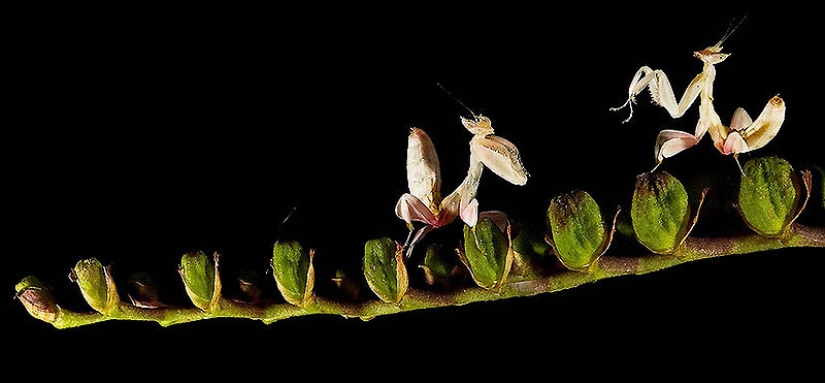 orchid praying mantis orchid praying mantis