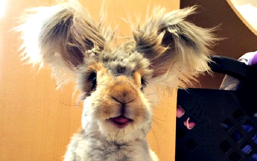 Orejas que te sorprenderán