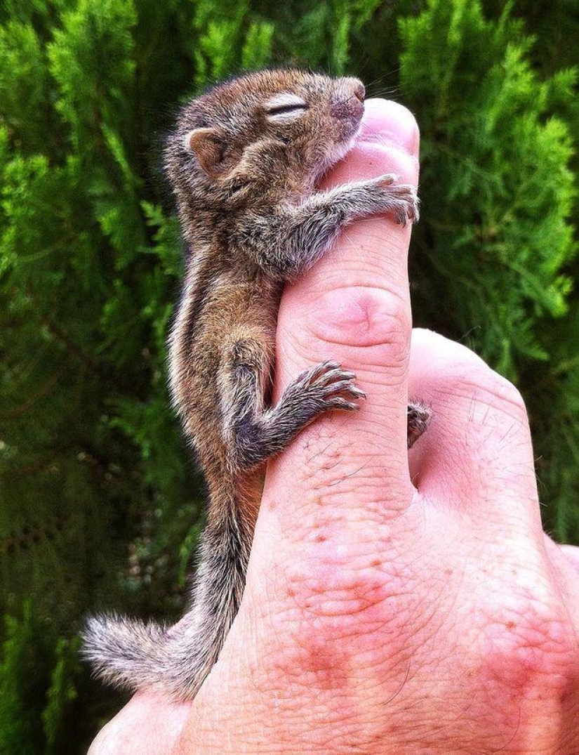 Orphan squirrel and director are best friends