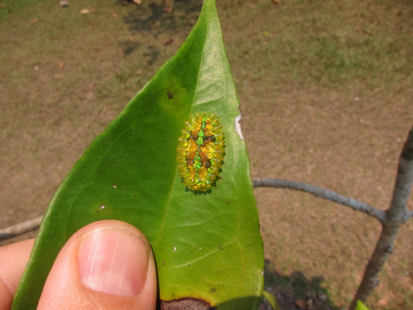 Oruga de cristal de Dalcerid