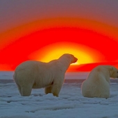 Osos polares y una magnífica puesta de sol en Alaska