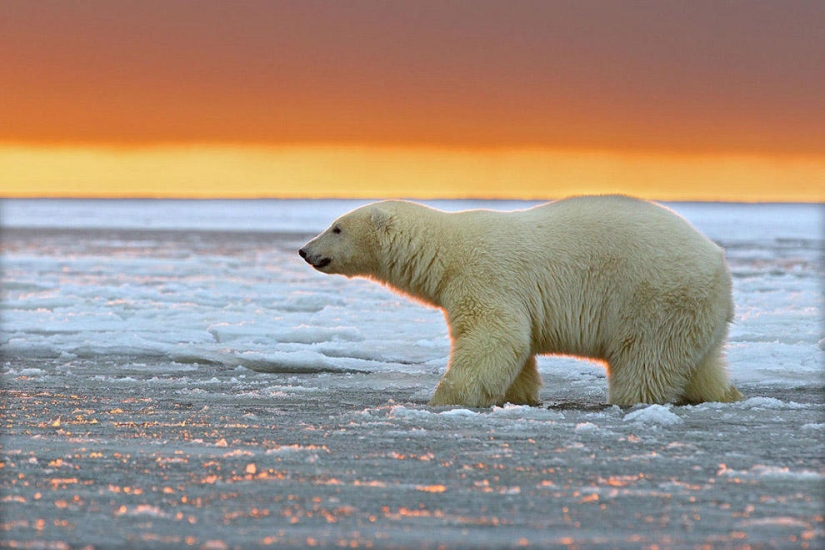 Osos polares y una magnífica puesta de sol en Alaska