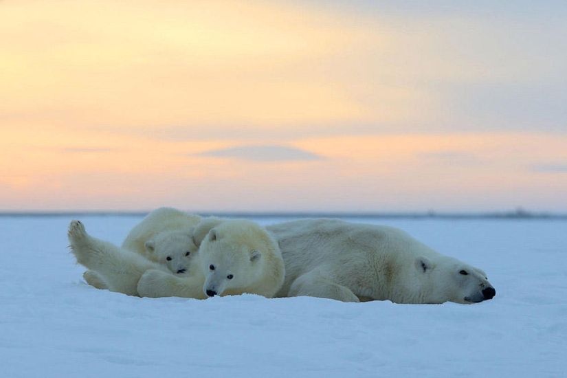 Osos polares y una magnífica puesta de sol en Alaska