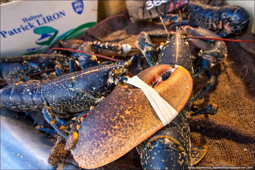Ostras por tres kopeks o un mercado de pescado a orillas del Canal de la Mancha