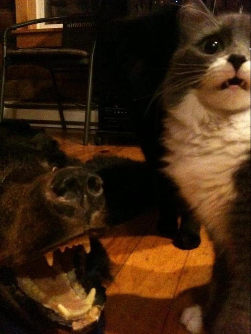 Overly curious cats