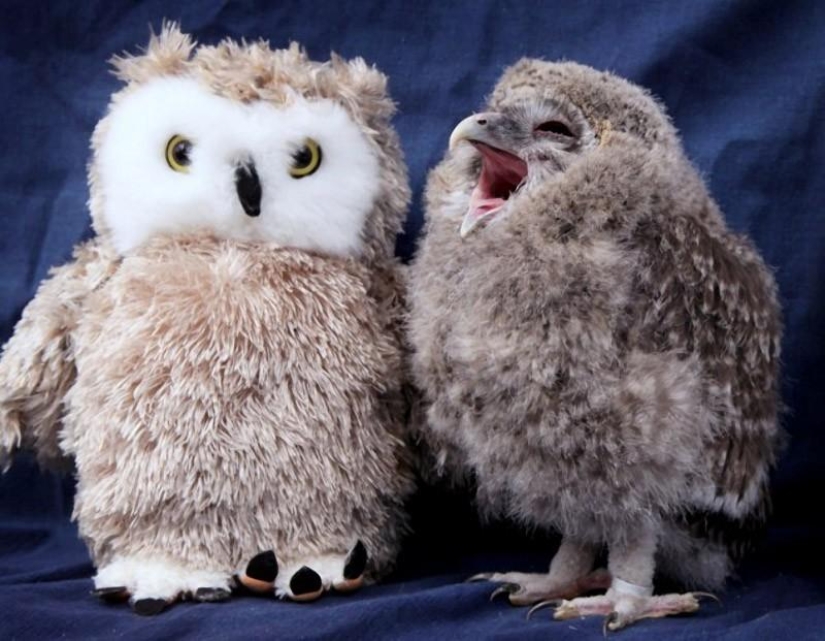 Owlet Tomsk y sus amigos de peluche