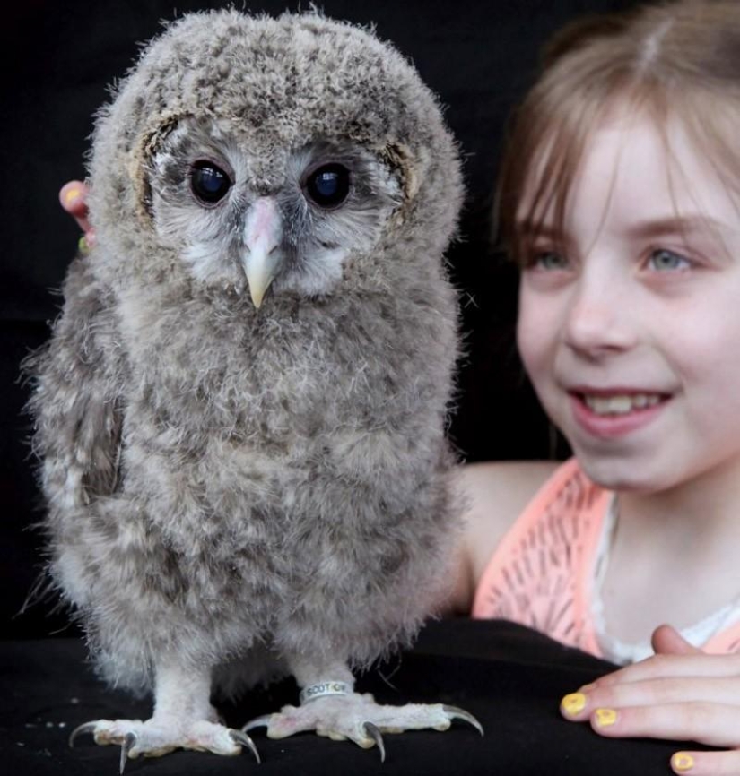 Owlet Tomsk y sus amigos de peluche