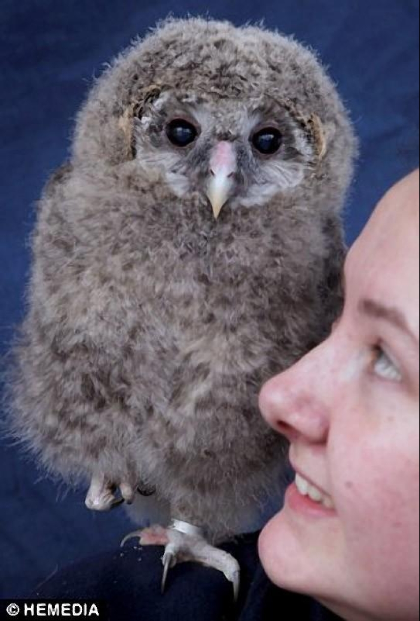 Owlet Tomsk y sus amigos de peluche