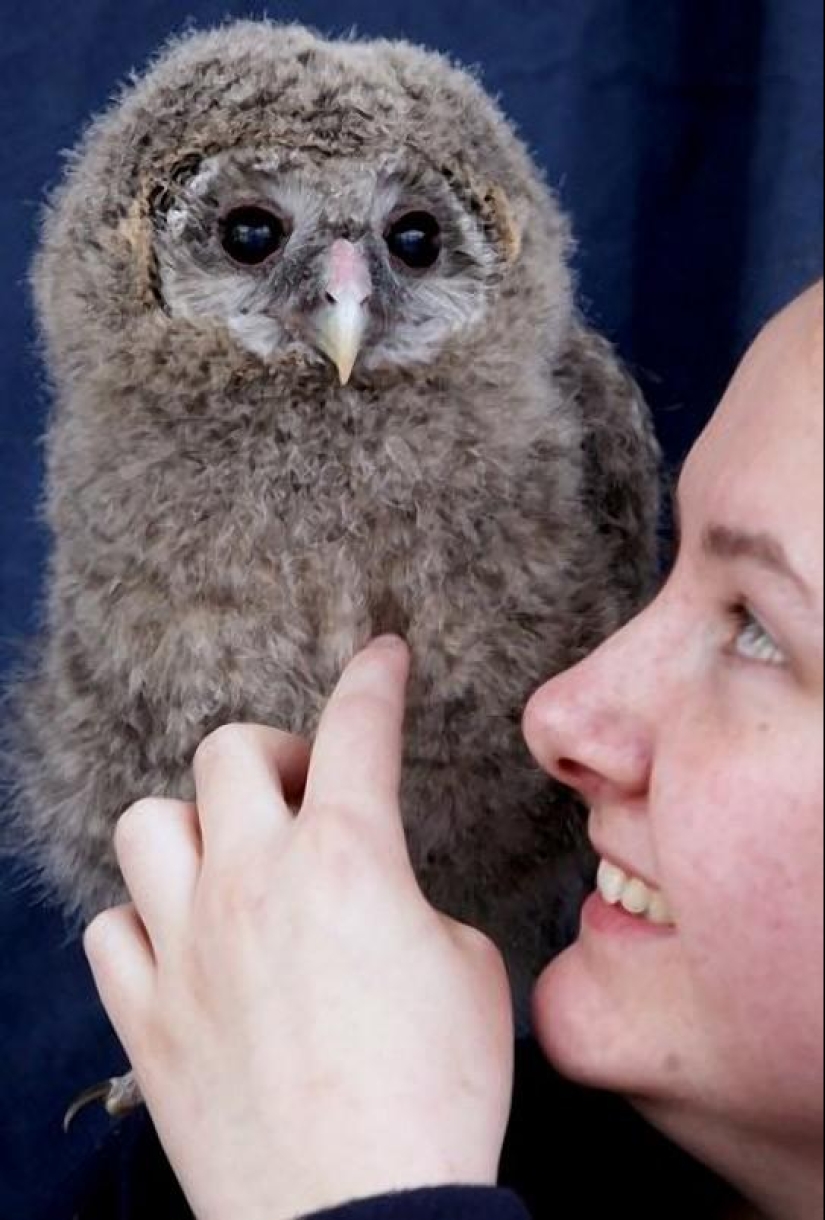 Owlet Tomsk y sus amigos de peluche