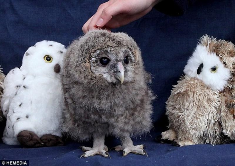 Owlet Tomsk y sus amigos de peluche