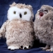 Owlet Tomsk y sus amigos de peluche Owlet Tomsk y sus amigos de peluche