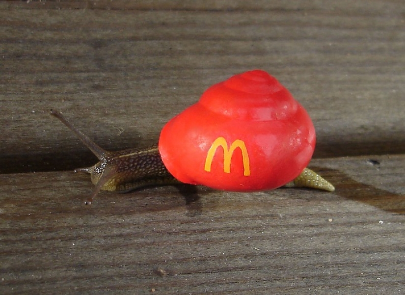Painted snails - mobile gallery!