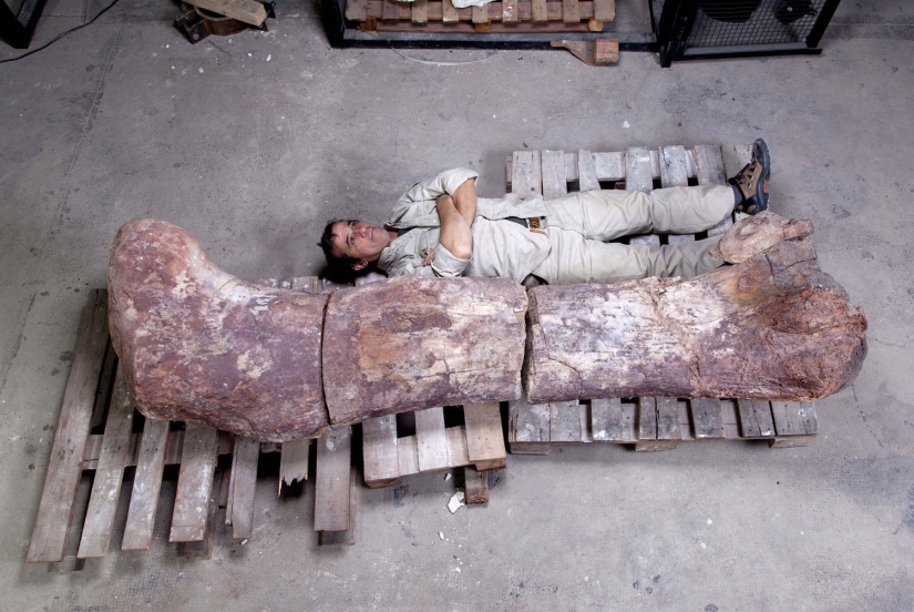 Paleontólogos han desenterrado un dinosaurio del tamaño de un Boeing 737 en la Patagonia