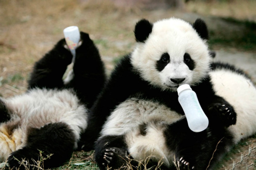 Panda Kindergarten es el lugar más lindo del mundo