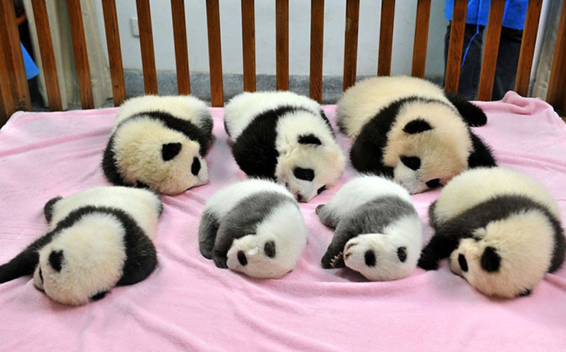 Panda Kindergarten es el lugar más lindo del mundo