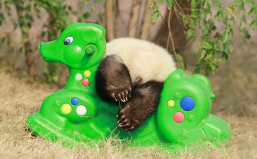 Panda Kindergarten es el lugar más lindo del mundo