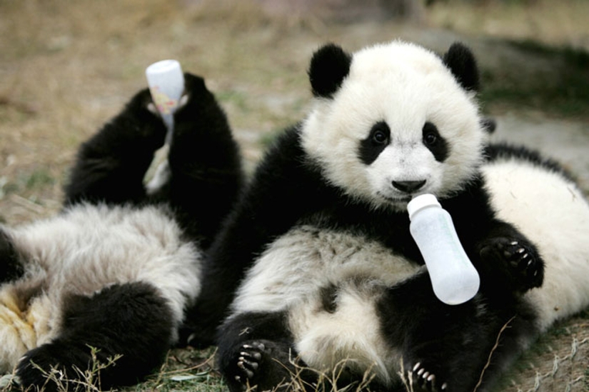 Panda Kindergarten es el lugar más lindo del mundo