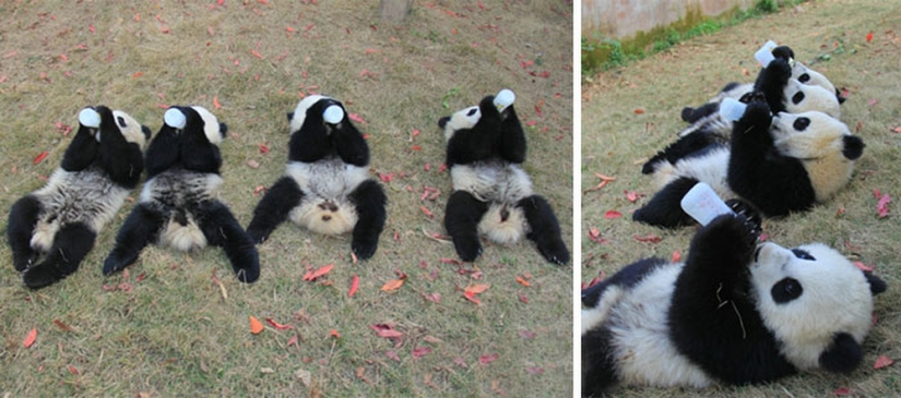 Panda Kindergarten es el lugar más lindo del mundo