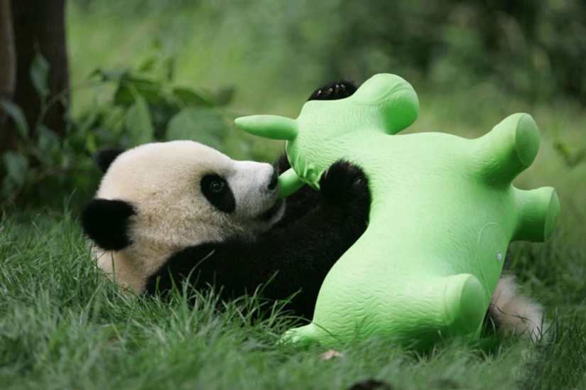 Panda Kindergarten es el lugar más lindo del mundo