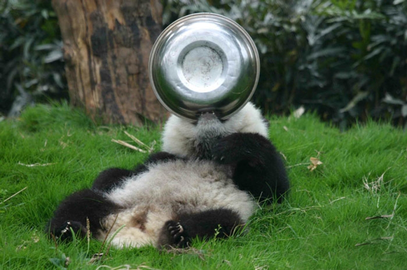 Panda Kindergarten es el lugar más lindo del mundo