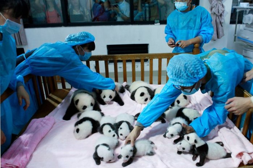Panda Kindergarten es el lugar más lindo del mundo
